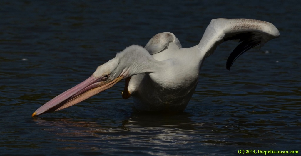 American white pelican (Pelecanus erythrorhynchos) scratching at White Rock Lake in Dallas, TX