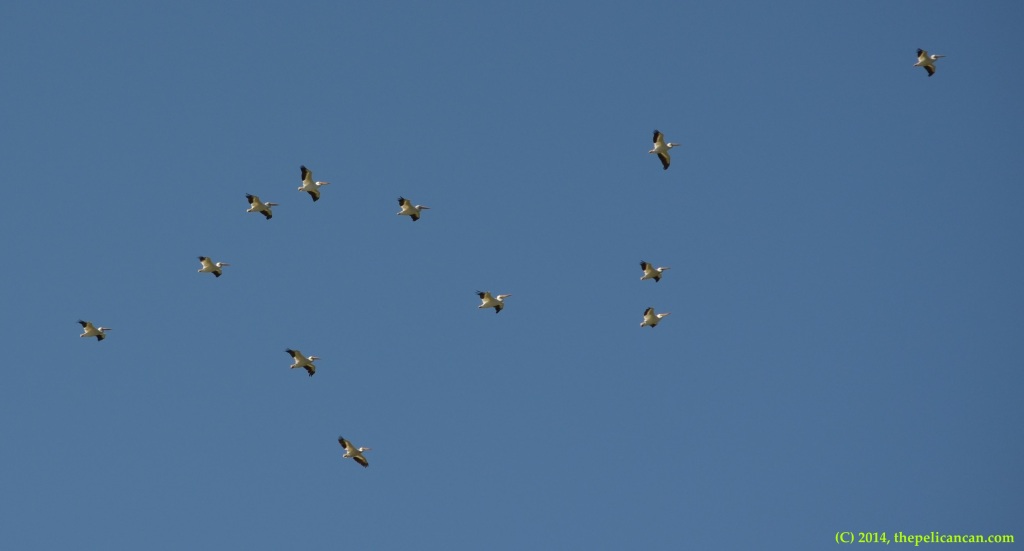 Flock of American white pelicans (Pelecanus erythrorhynchos) flying over White Rock Lake in Dallas, TX