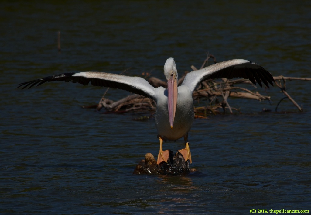 Juvenile American white pelican (Pelecanus erythrorhynchos) tries to keep her balance on a log at White Rock Lake in Dallas, TX