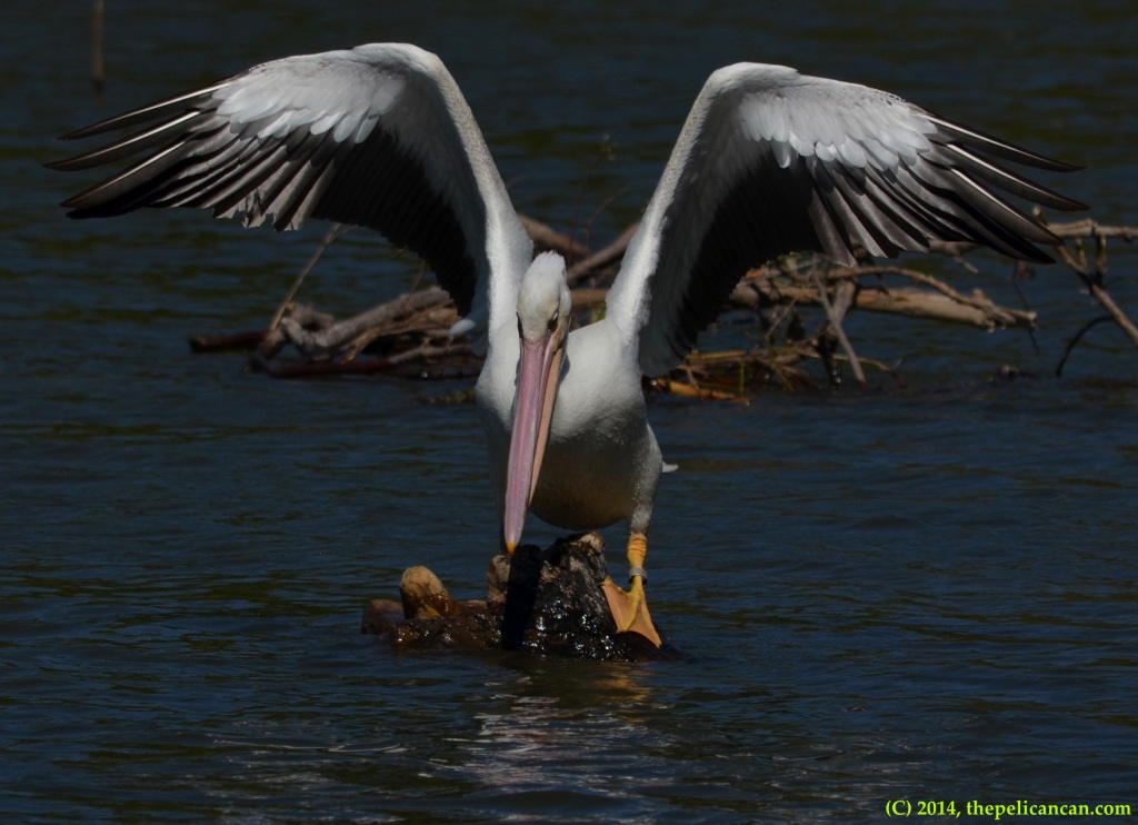 Juvenile American white pelican (Pelecanus erythrorhynchos) tries to keep her balance on a log at White Rock Lake in Dallas, TX