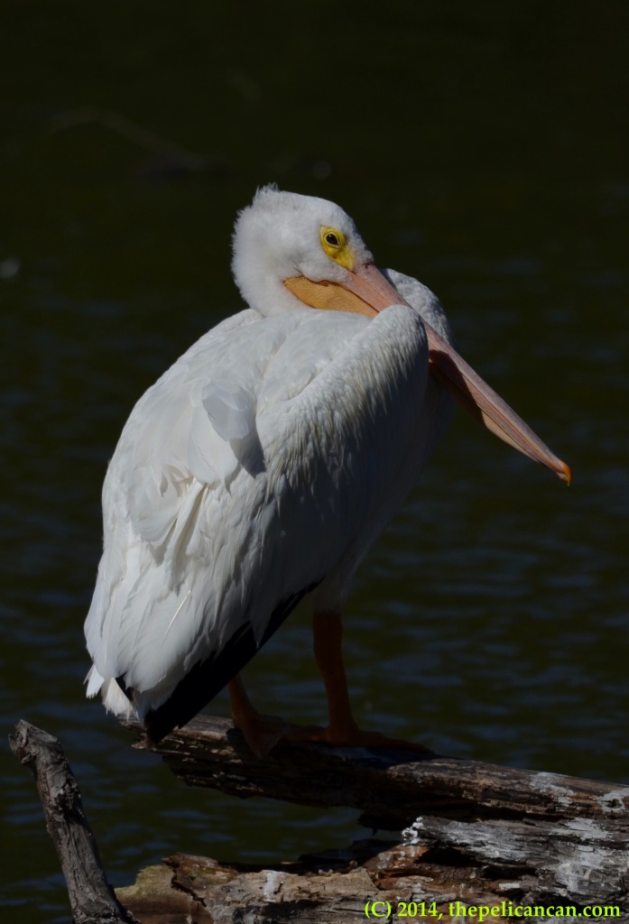American white pelican (Pelecanus erythrorhynchos) loafing on a log at White Rock Lake in Dallas, TX