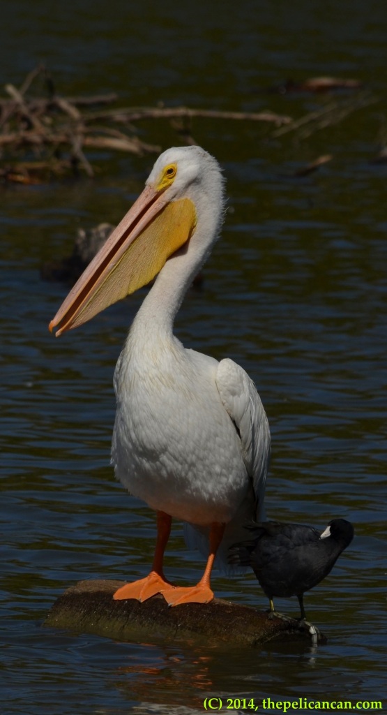 American white pelican (Pelecanus erythrorhynchos) and American coot (Fulica americana) stand together on a log at White Rock Lake in Dallas, TX