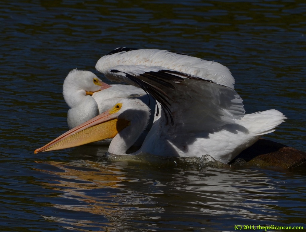 American white pelican (Pelecanus erythrorhynchos) steps off a log to swim at White Rock Lake in Dallas, TX