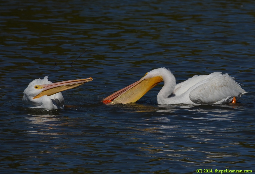 Two American white pelicans (Pelecanus erythrorhynchos) try to pick up a piece of trash to play with it at White Rock Lake in Dallas, TX