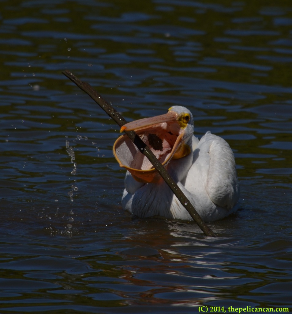 American white pelican (Pelecanus erythrorhynchos) plays with a stick at White Rock Lake in Dallas, TX