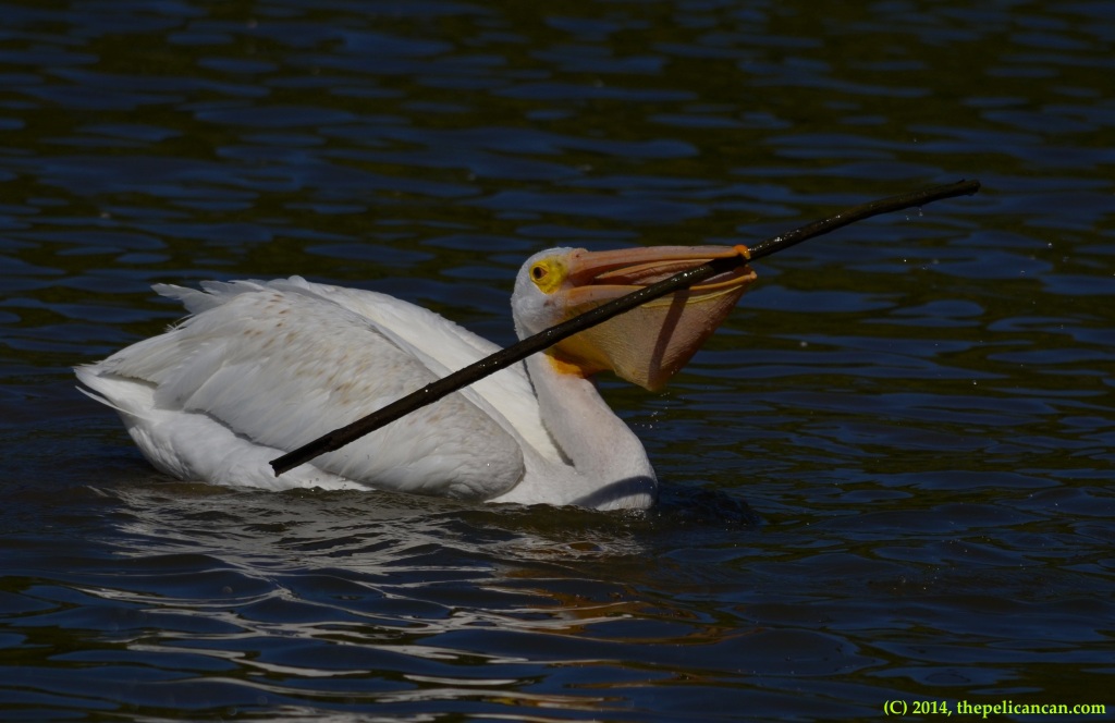 American white pelican (Pelecanus erythrorhynchos) plays with a stick at White Rock Lake in Dallas, TX