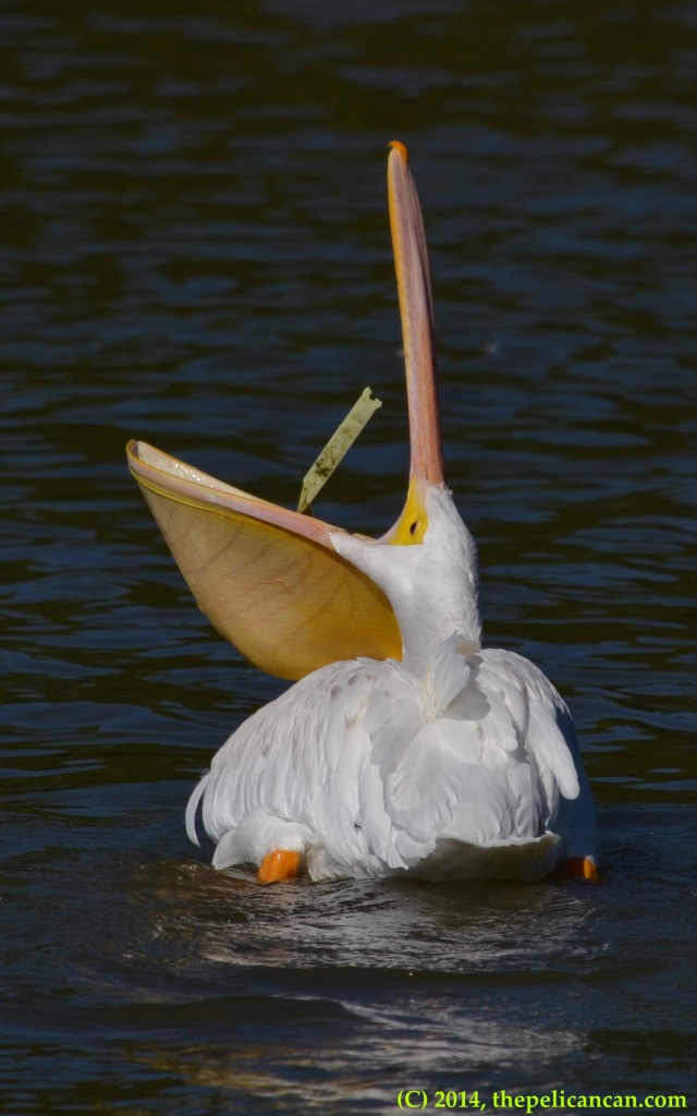 American white pelican (Pelecanus erythrorhynchos) plays with trash at White Rock Lake in Dallas, TX