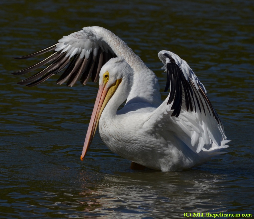 American white pelican (Pelecanus erythrorhynchos) flapping at White Rock Lake in Dallas, TX