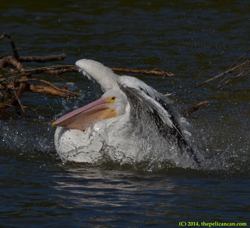American white pelican (Pelecanus erythrorhynchos) bathes in the water at White Rock Lake in Dallas, TX