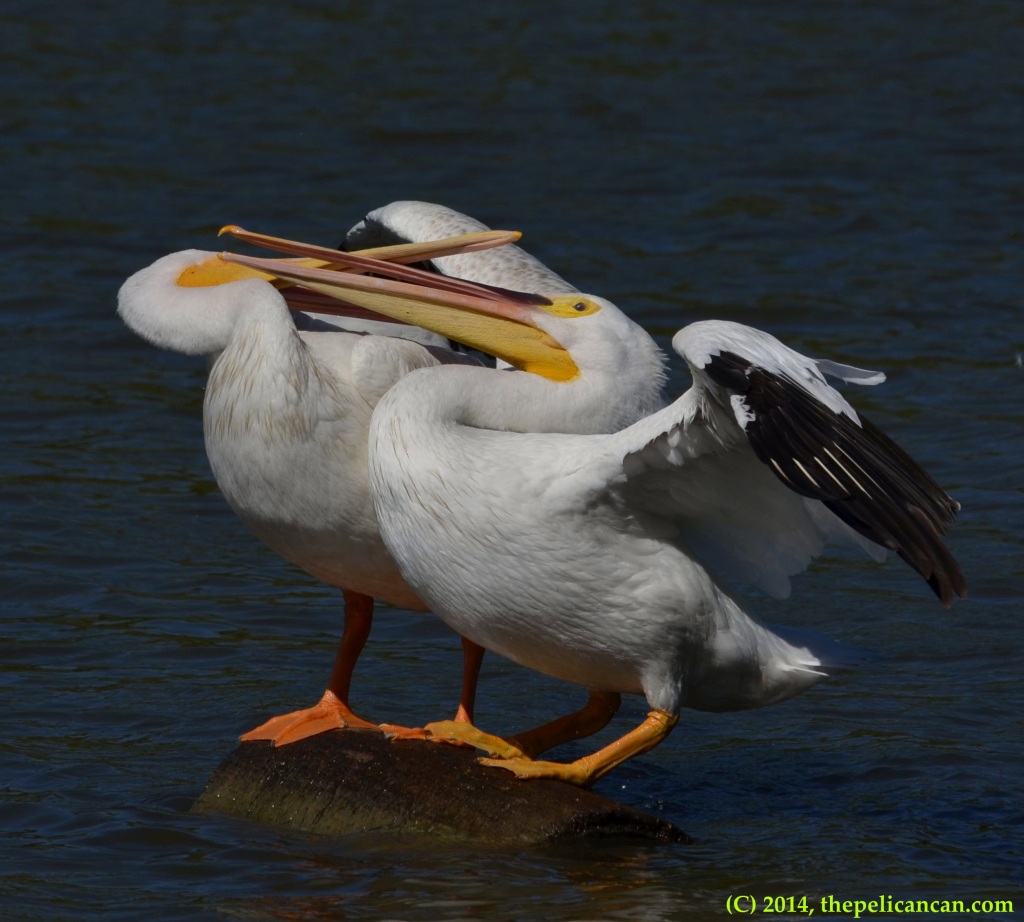 Two American white pelicans (Pelecanus erythrorhynchos) fight for access to a log at White Rock Lake in Dallas, TX