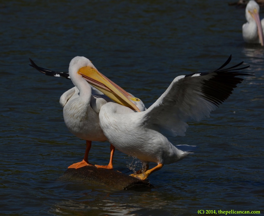 Two American white pelicans (Pelecanus erythrorhynchos) fight for access to a log at White Rock Lake in Dallas, TX