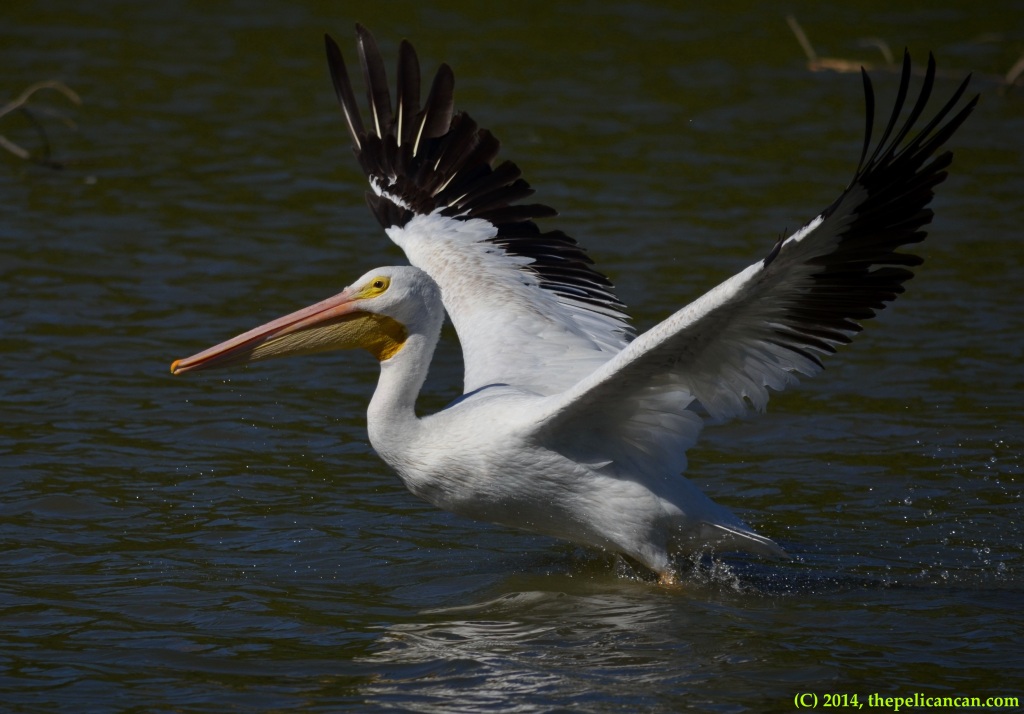 American white pelican (Pelecanus erythrorhynchos) takes off from the water at White Rock Lake in Dallas, TX