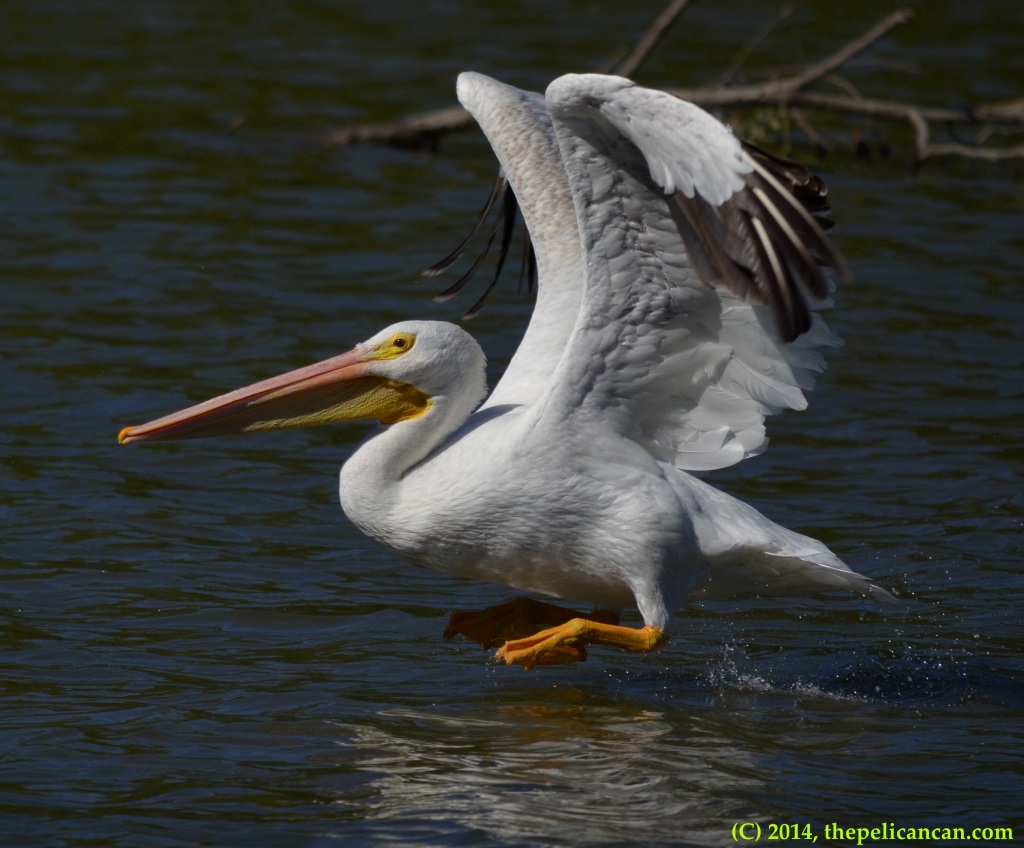 American white pelican (Pelecanus erythrorhynchos) takes off from the water at White Rock Lake in Dallas, TX