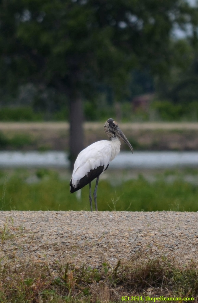 Wood stork (Mycteria americana) standing on a road at Richland Creek WMA in Fairfield, Texas