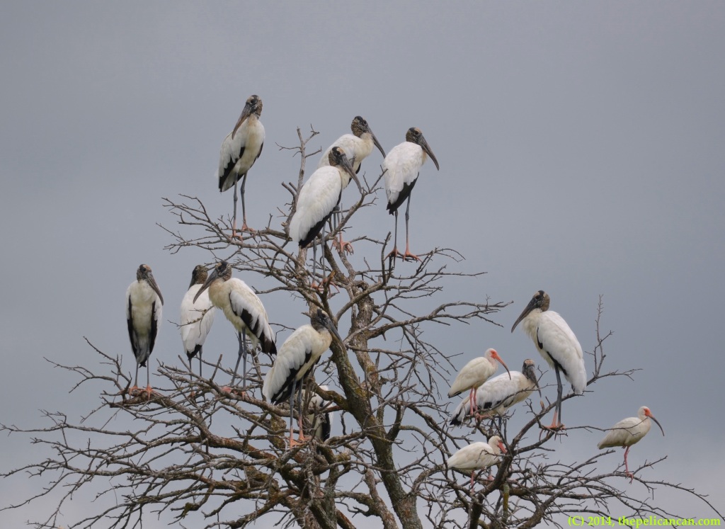 Wood storks (Mycteria americana) and American white ibises (Eudocimus albus) perch in a tree at Richland Creek WMA in Fairfield, Texas