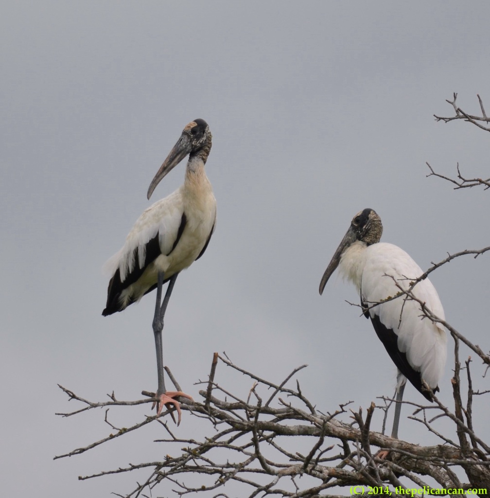 Wood storks (Mycteria americana) perch in a tree at Richland Creek WMA in Fairfield, Texas