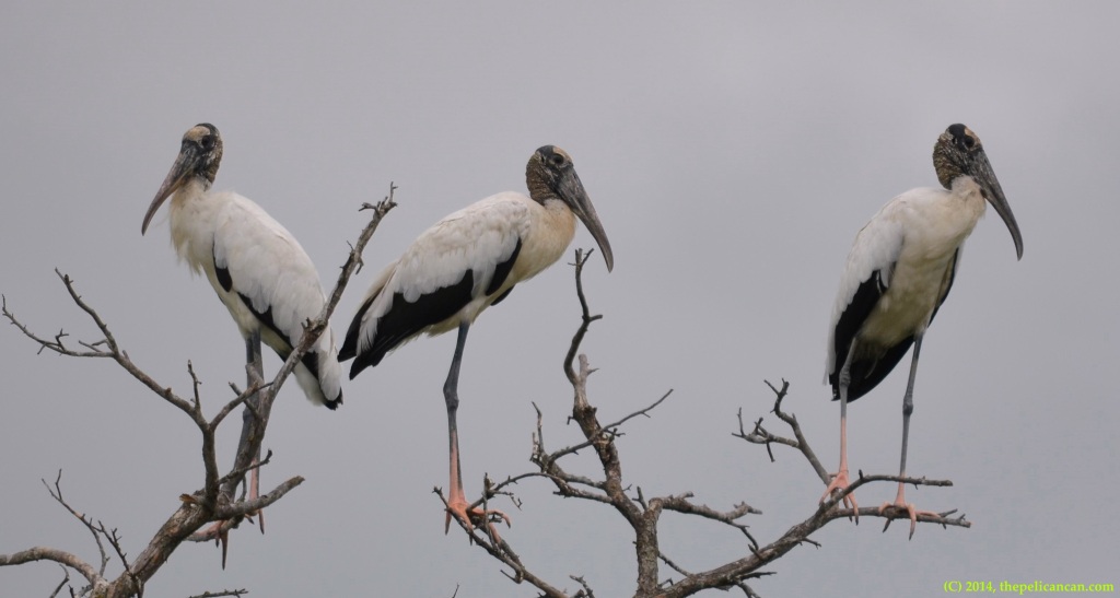 Wood storks (Mycteria americana) perch in a tree at Richland Creek WMA in Fairfield, Texas