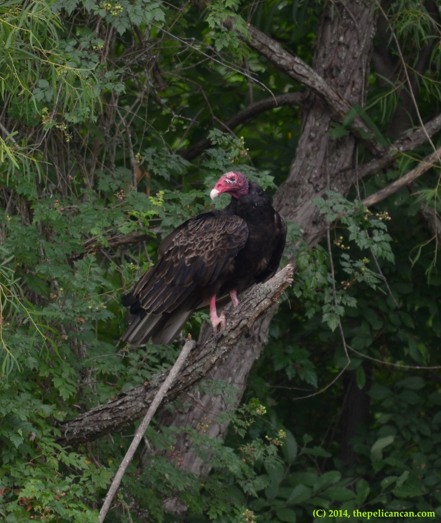 Turkey vulture (Cathartes aura) perches on a branch at Richland Creek WMA in Fairfield, Texas