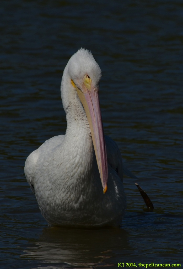 American white pelican (Pelecanus erythrorhynchos) standing in water at White Rock Lake in Dallas, TX