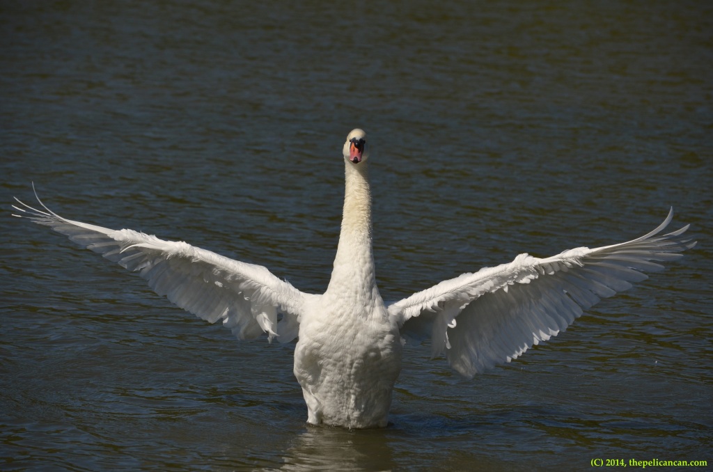A female mute swan (Cygnus olor) flaps her wings at White Rock Lake in Dallas, TX