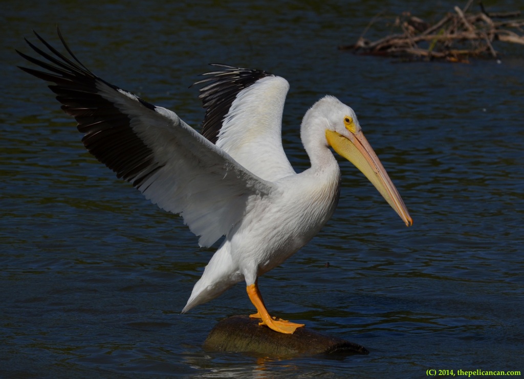 American white pelican (Pelecanus erythrorhynchos) flapping wings while standing on a log at White Rock Lake in Dallas, TX