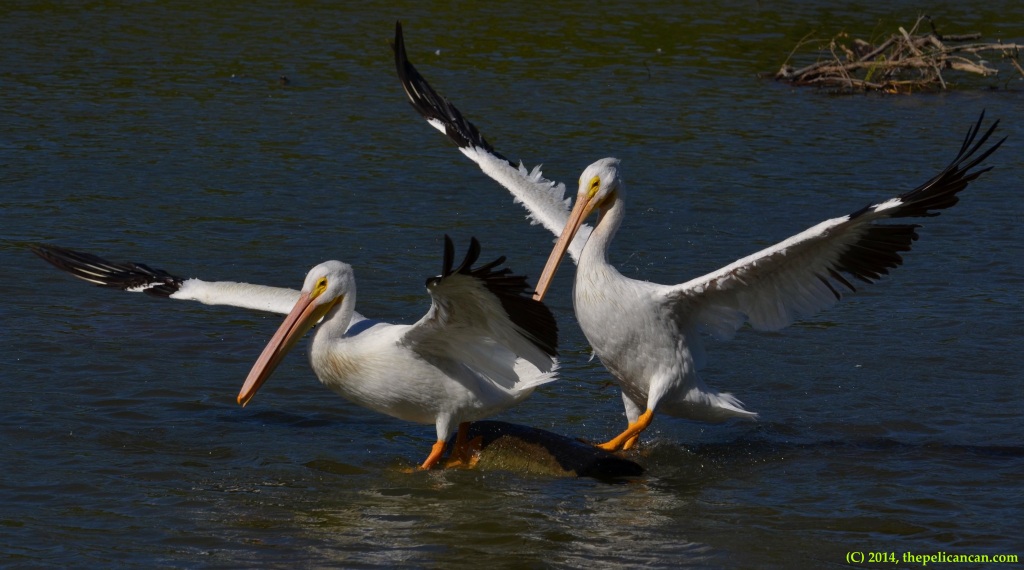 American white pelican (Pelecanus erythrorhynchos) jumps onto an already occupied log at White Rock Lake in Dallas, TX