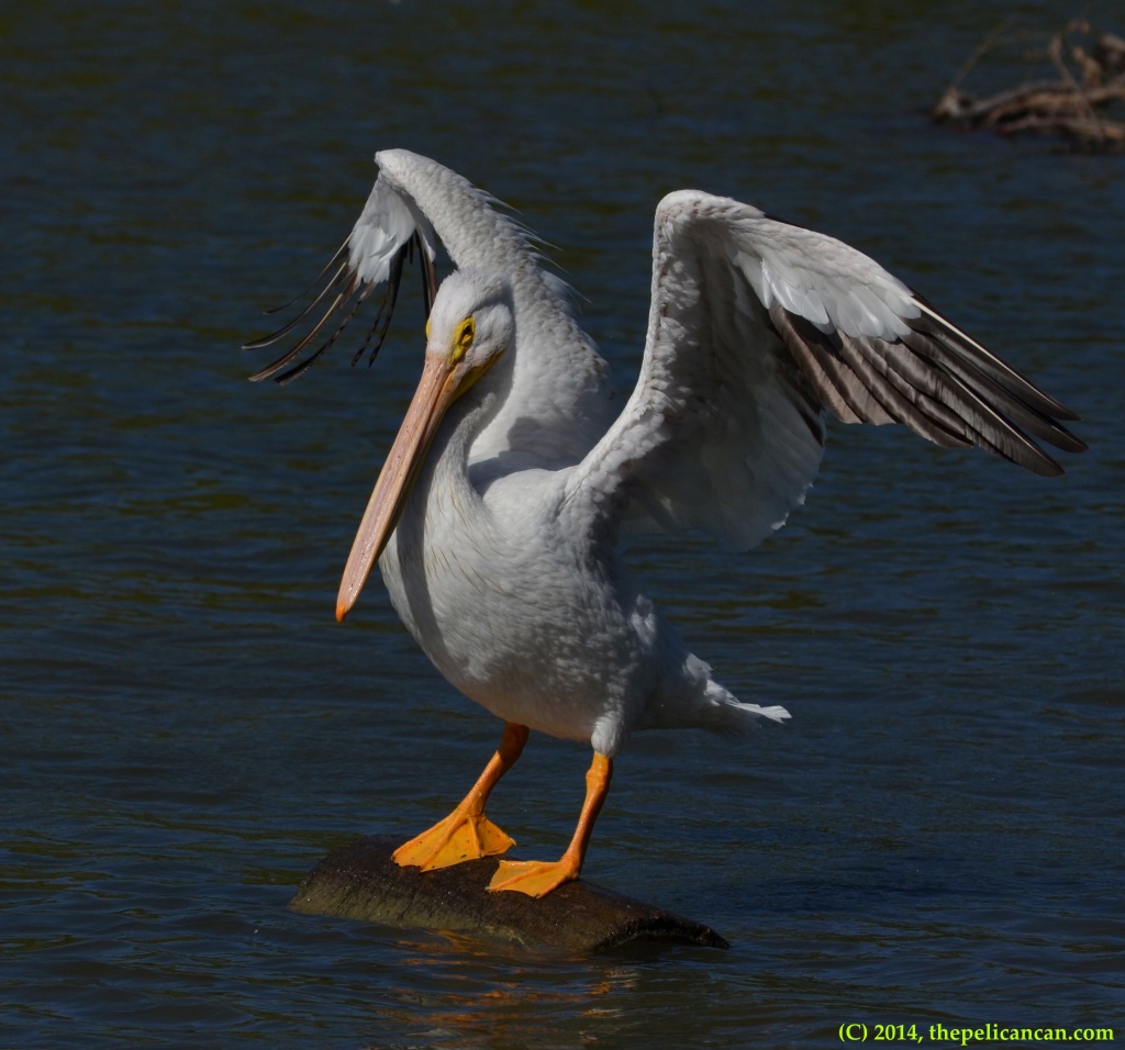 American white pelican (Pelecanus erythrorhynchos) flaps its wings at White Rock Lake in Dallas, TX
