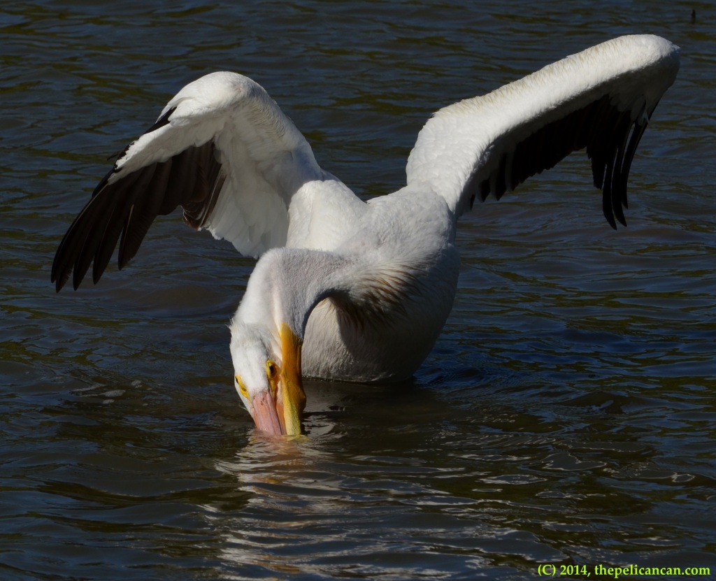 American white pelican (Pelecanus erythrorhynchos) scratching at White Rock Lake in Dallas, TX