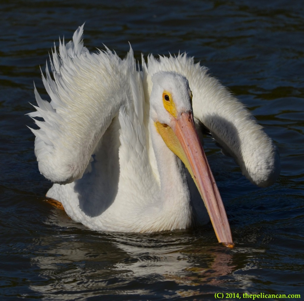 American white pelican swims at White Rock Lake in Dallas, TX