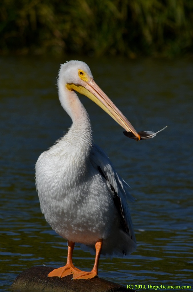 American white pelican pulls out a feather while grooming at White Rock Lake in Dallas, TX