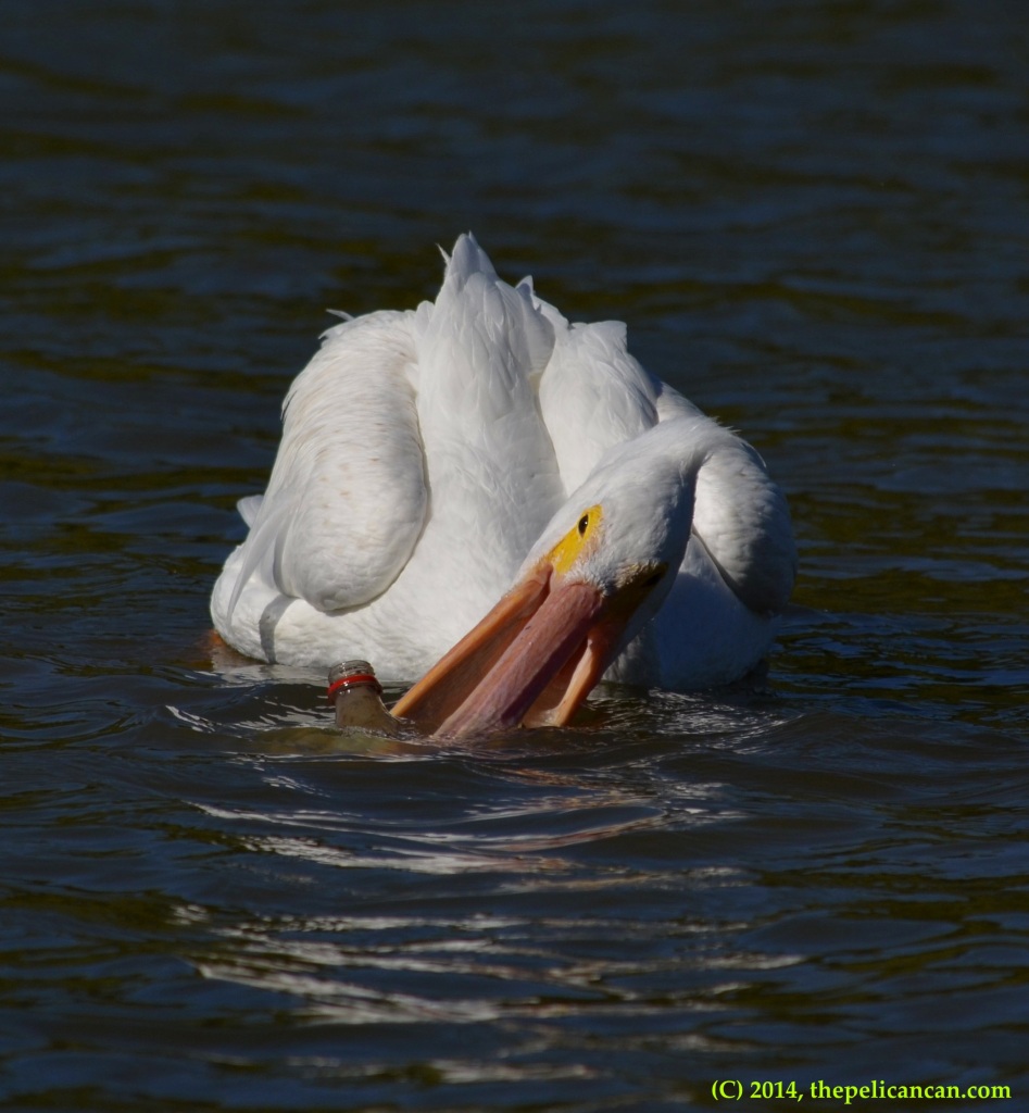 American white pelican tries to play with a soda bottle at White Rock Lake in Dallas, TX