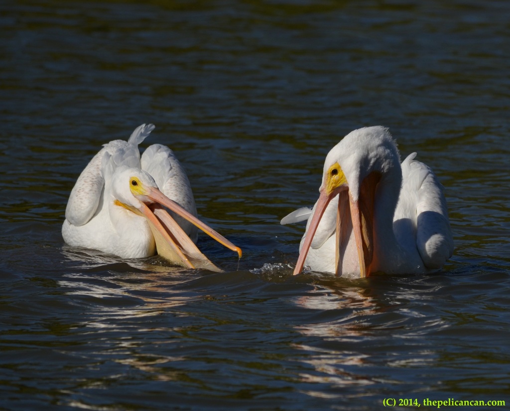 Two American white pelicans (Pelecanus erythrorhynchos) try to play with a soda bottle at White Rock Lake in Dallas, TX