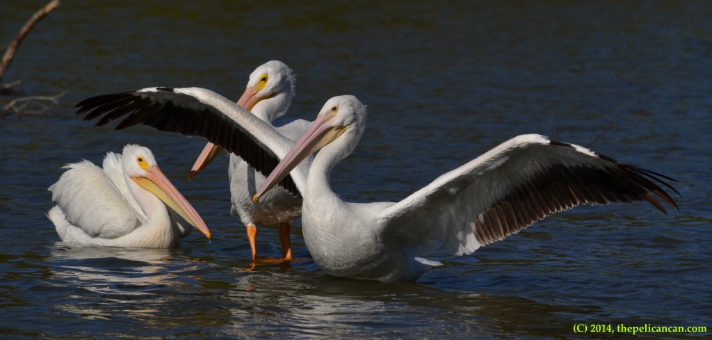 Three American white pelicans (Pelecanus erythrorhynchos) loafing at White Rock Lake in Dallas, TX