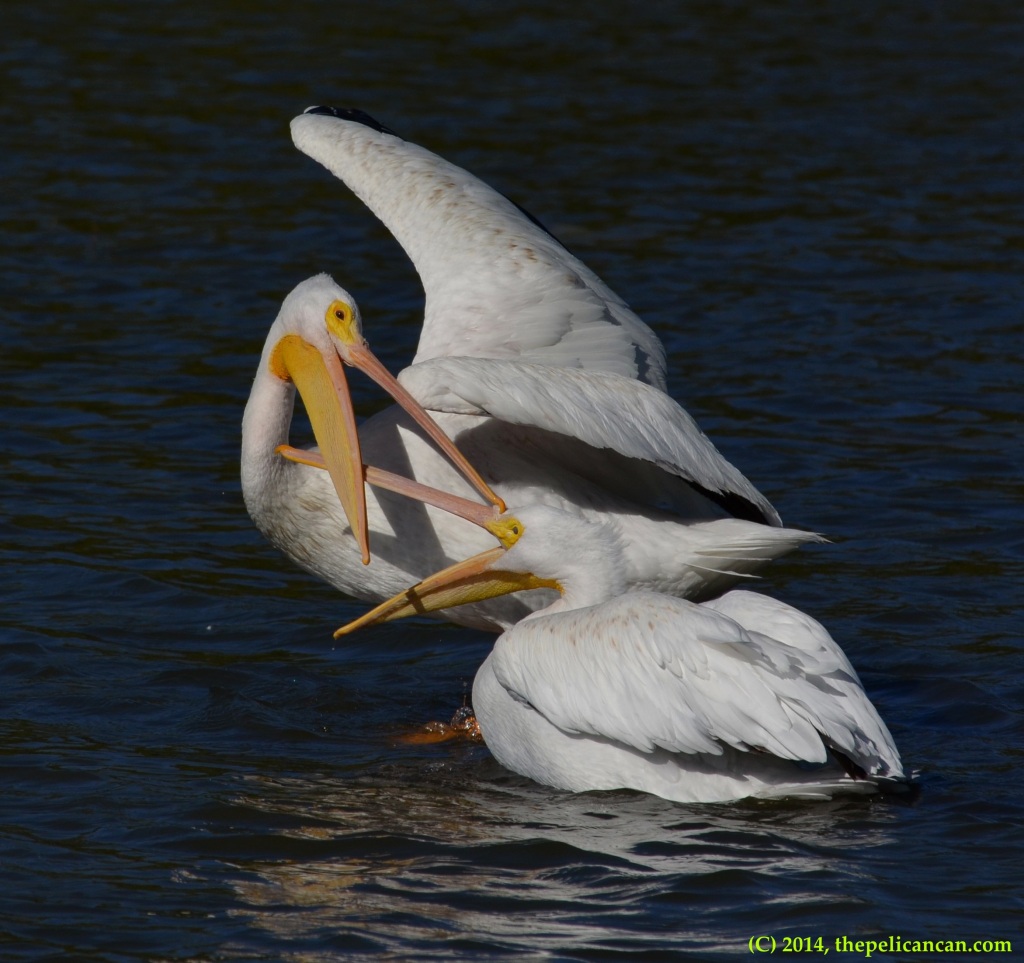 Two American white pelicans (Pelecanus erythrorhynchos) fight for a favored loafing spot at White Rock Lake in Dallas, TX