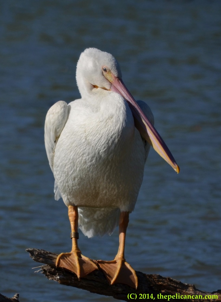 5J1, an American white pelican (Pelecanus erythrorhynchos) originally from the Minidoka WMR in Idaho, perches on a log at White Rock Lake in Dallas, TX