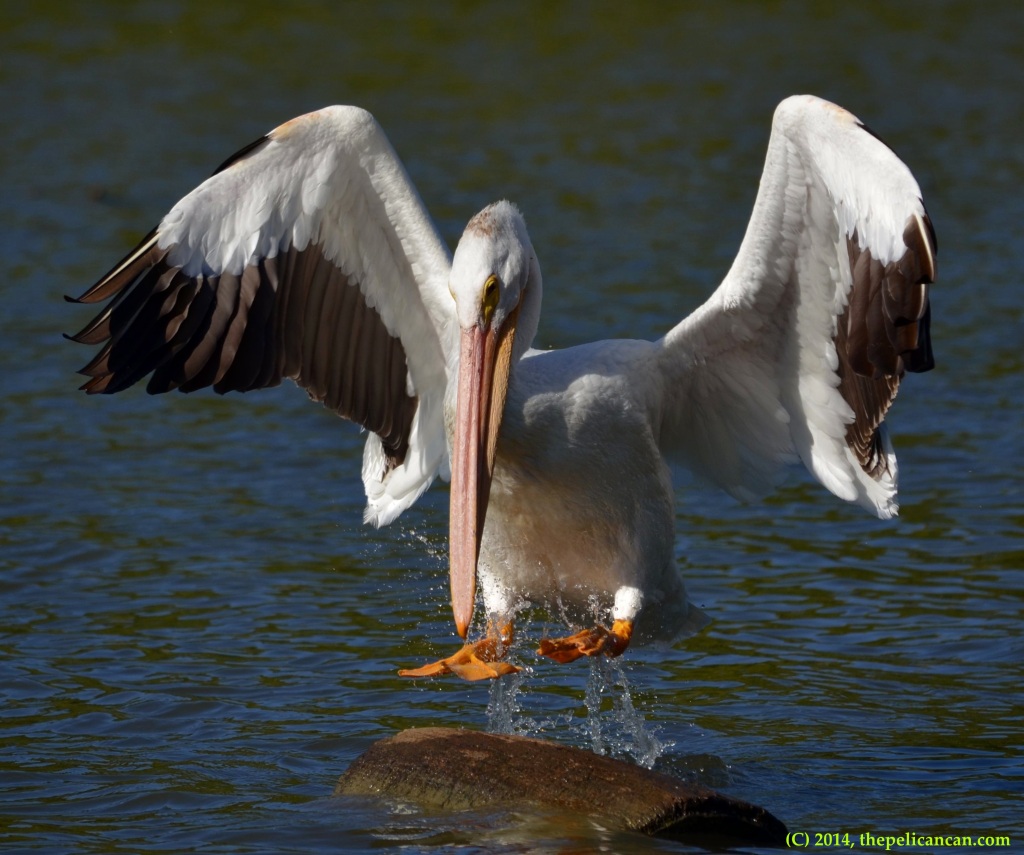 American white pelican (Pelecanus erythrorhynchos) jumps onto a log at White Rock Lake in Dallas, TX