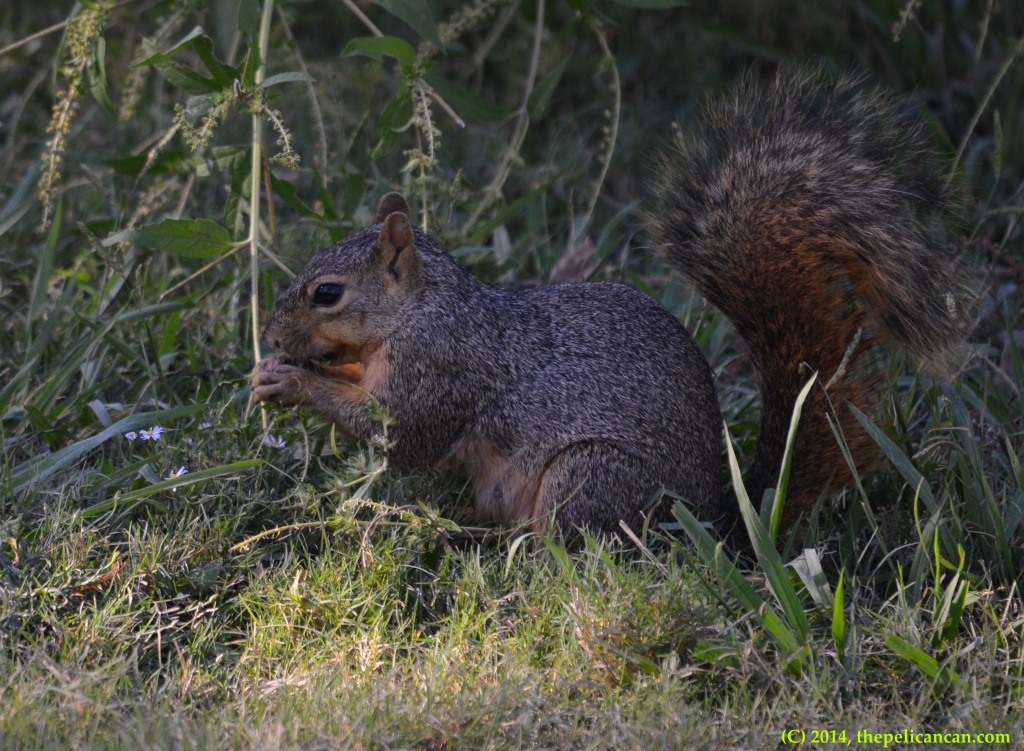 Squirrel nibbling on food at White Rock Lake in Dallas, TX