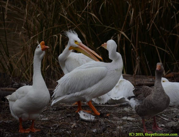 Two American white pelicans (Pelecanus erythrorhynchos) squabble on a loafing site at White Rock Lake in Dallas, TX