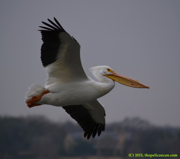 American white pelican (Pelecanus erythrorhynchos) flying in for a landing at White Rock Lake in Dallas, TX