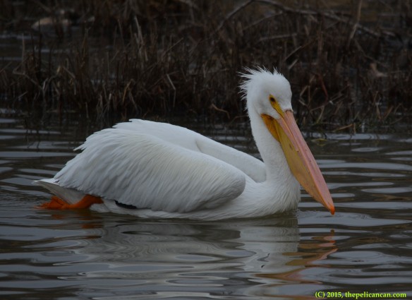 American white pelican (Pelecanus erythrorhynchos) swimming at White Rock Lake in Dallas, TX