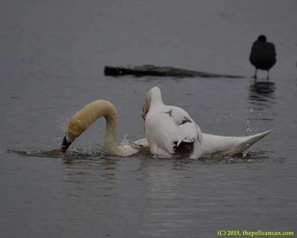 Goose attempts to mount a mute swan (Cygnus olor) at White Rock Lake in Dallas, TX