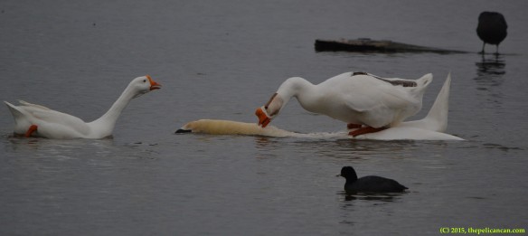 Goose attempts copulatory activity with mute swan (Cygnus olor) at White Rock Lake in Dallas, TX