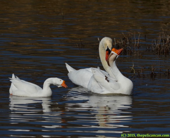 Goose and mute swan (Cygnus olor) after mating at White Rock Lake in Dallas, TX