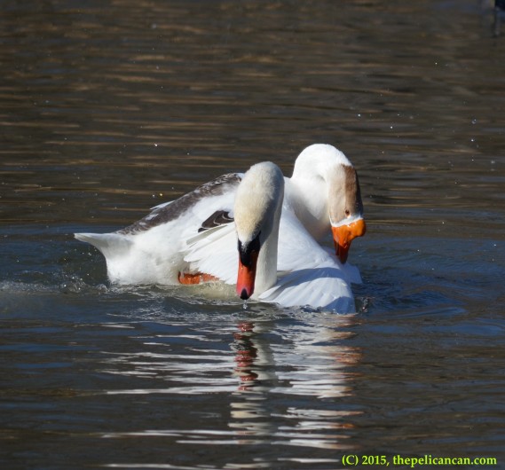 Goose mounts mute swan (Cygnus olor) to mate with her at White Rock Lake in Dallas, TX