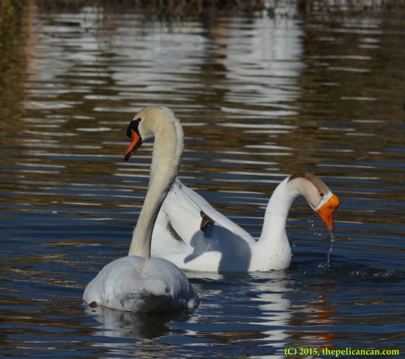 Goose and mute swan (Cygnus olor) engage in courtship displays before mating at White Rock Lake in Dallas, TX
