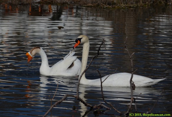 Goose and mute swan (Cygnus olor) engage in courtship displays before mating at White Rock Lake in Dallas, TX