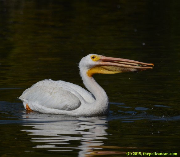 American white pelican (Pelecanus erythrorhynchos) plays with a stone at White Rock Lake in Dallas, TX