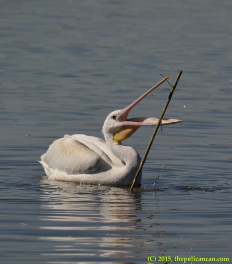 Juvenile American white pelican (Pelecanus erythrorhynchos) plays with a bamboo fishing pole at White Rock Lake in Dallas, TX