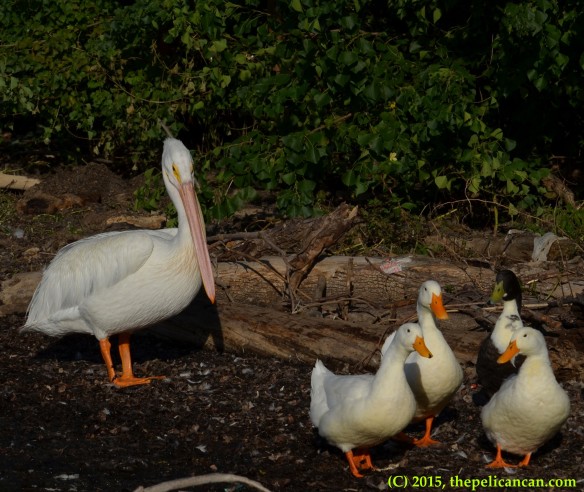 American white pelican (Pelecanus erythrorhynchos) stands with four ducks on a loafing site at White Rock Lake in Dallas, TX