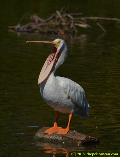 American white pelican (Pelecanus erythrorhynchos) performs a gular stretch at White Rock Lake in Dallas, TX